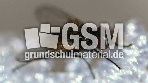 Stubenfliege (10).jpg